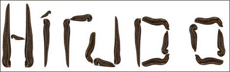 blutegel therapie bayern